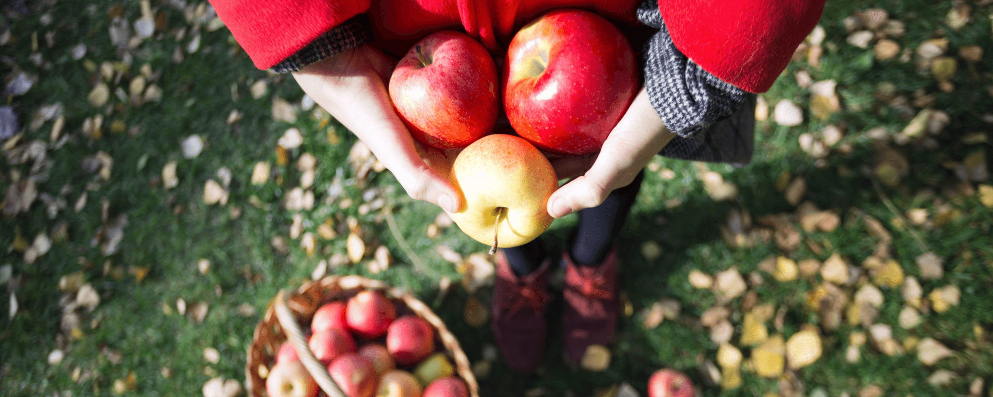 Herfstdagjes uit in Nederland