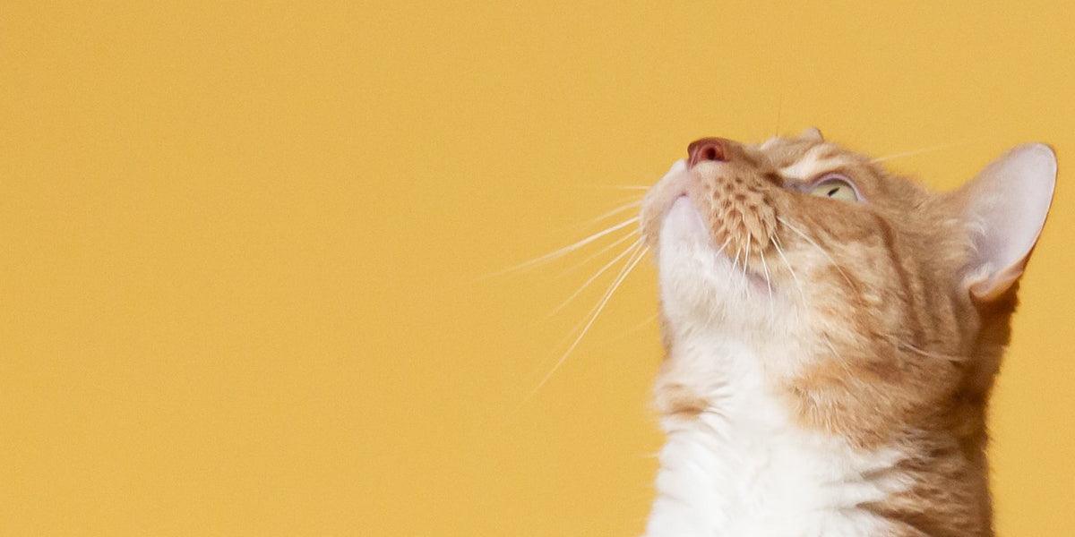 Het is Dierendag: 10 leuke dierenweetjes - Happlify