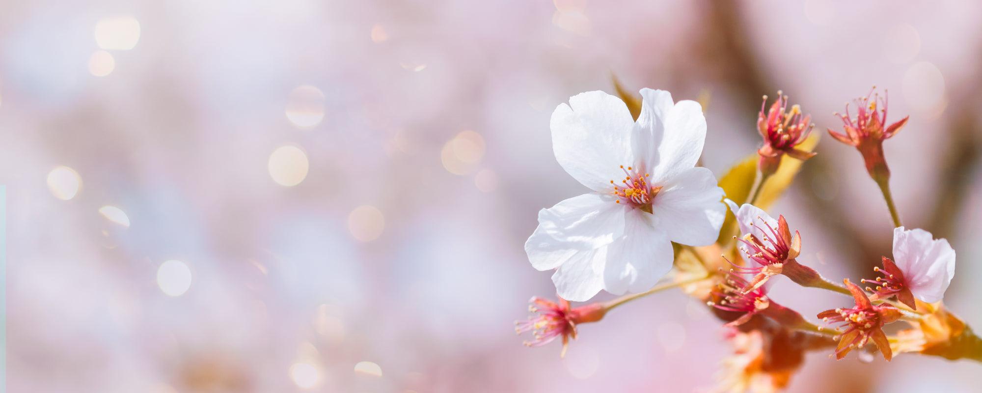 Sakura: het verhaal achter deze razend populaire bloesem + DIY download - Happlify