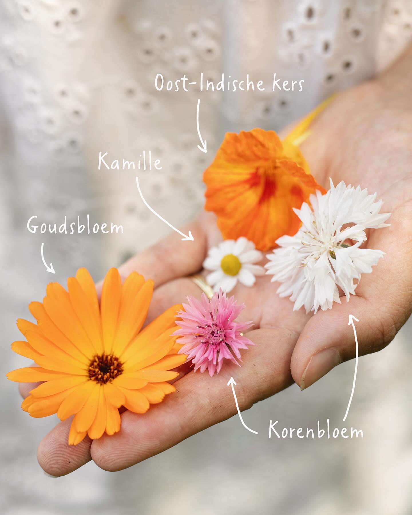 Dille & Kamille | Happlify feel good webshop gids en blog